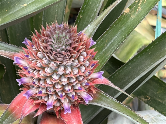 Pineapple King