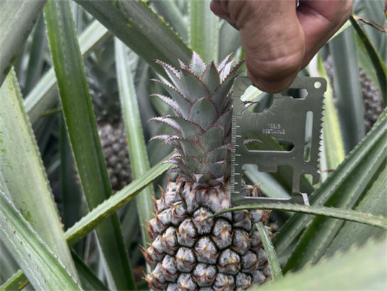 Pineapple King