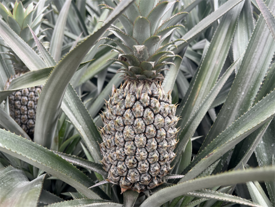 Pineapple King