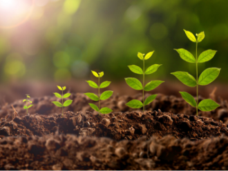 Use of DA-6 (Diethyl aminoethyl hexanoate) and compound sodium nitrophenolate(Atonik) in foliar fertilizer