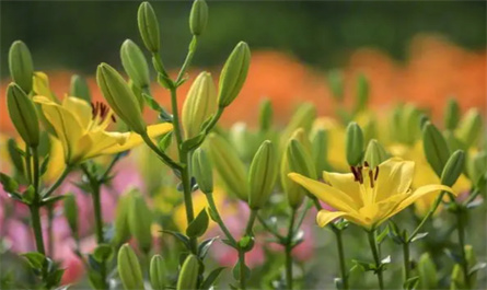 What are the commonly used flower growth regulators?