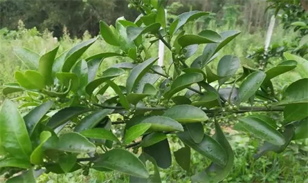 Can plant growth regulators be used together with fungicides? 