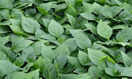 Types of foliar fertilizers