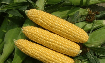 Plant growth regulators types use on corn plantation