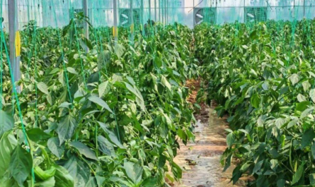 Mahomoni Ekukura Kwemiti