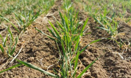 Plant Growth Regulators