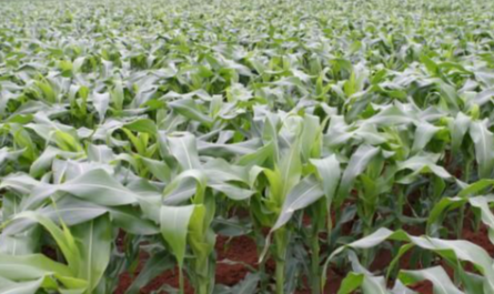Reguladores de crescimento de plantas