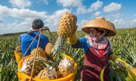 plant hormone for pineapple