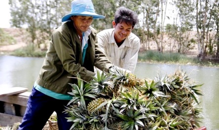 Plant Growth Regulator