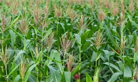 plant growth regulators