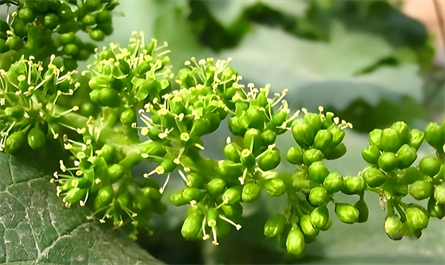 Plant growth regulators