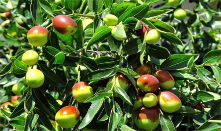 How to spray plant growth regulators on jujube trees