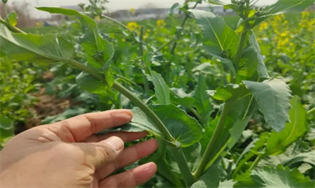 Applicable crops and effects of paclobutrazol