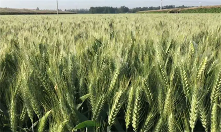 Effect of 0.01% brassinolide on wheat morphological characteristics and yield increases