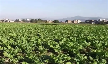 Plant growth regulator:S-abscisic acid