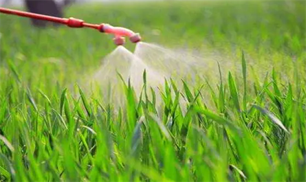What crops is Trinexapac-ethyl used for?