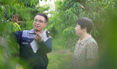 Communiate with farmers about fruit trees growing and guide Plant growth regulators using methods.
